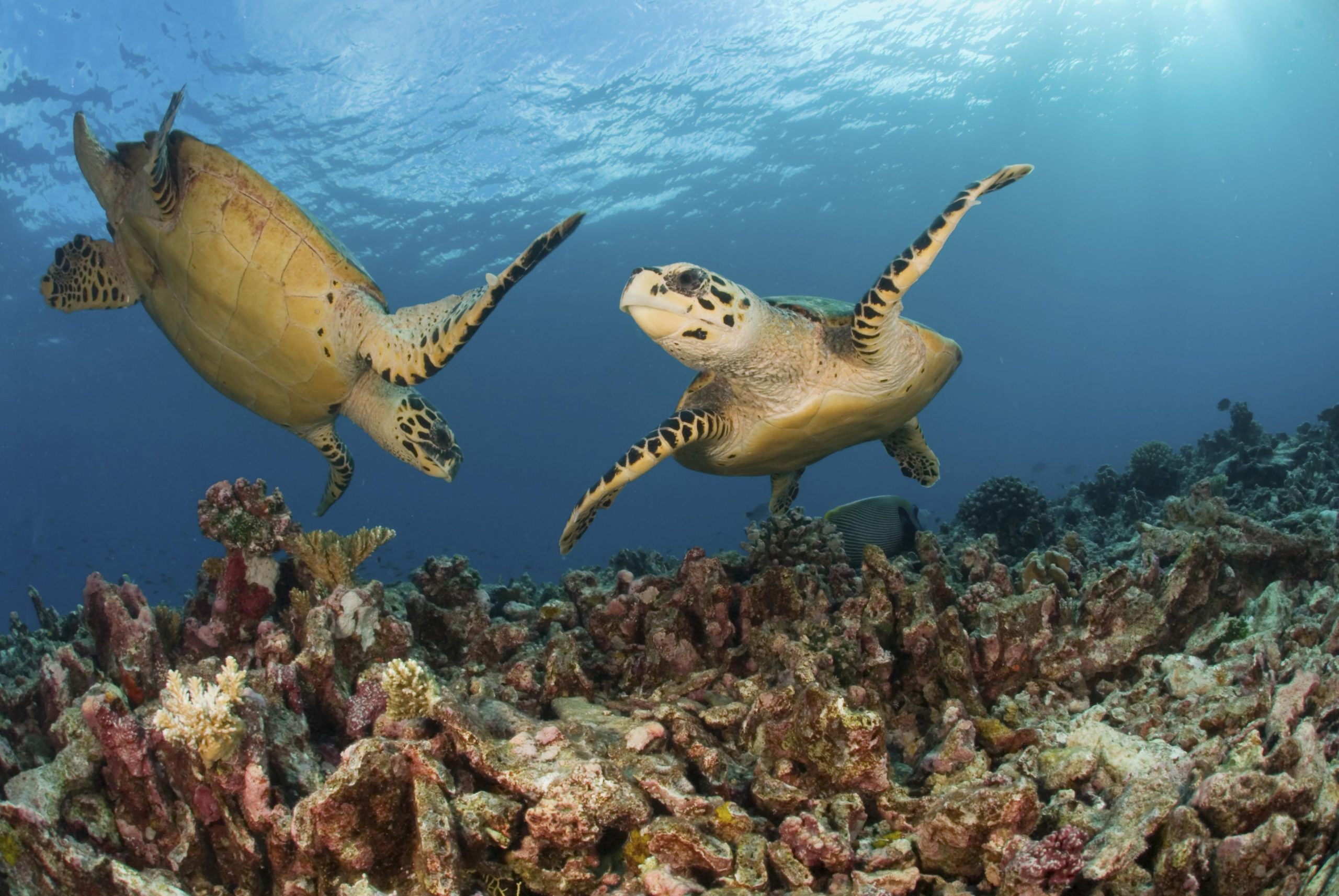 Mozambique under water ocean life - turtles