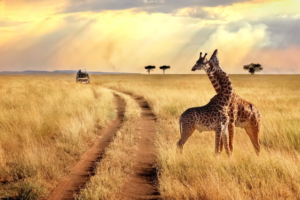 Bucket List Ideen 2020: Zwei Giraffen in malerischer Kulisse in der Serengeti