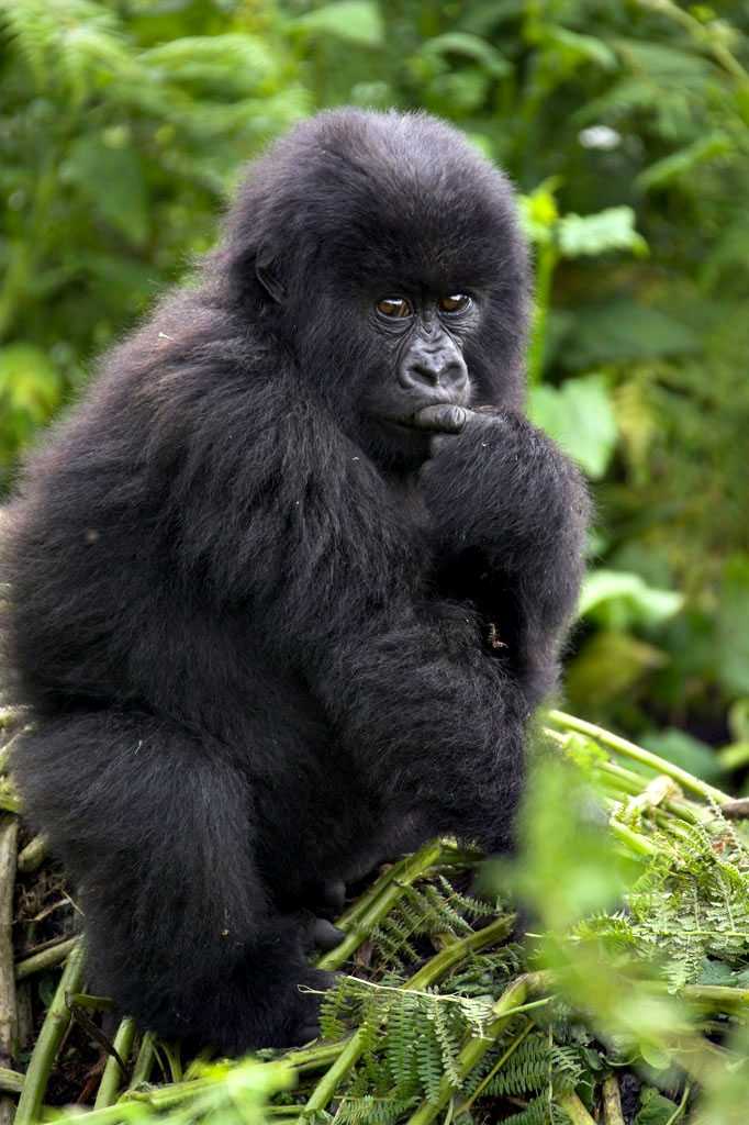 Gorilla in Bwindi National Park, Uganda