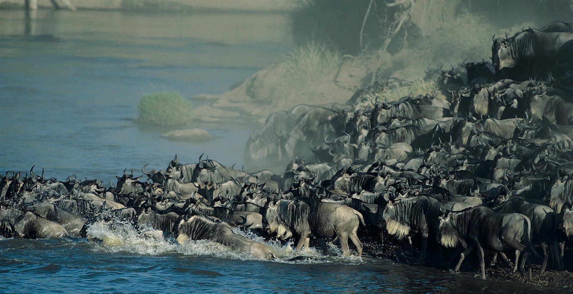 The Great Migration in the Serengeti