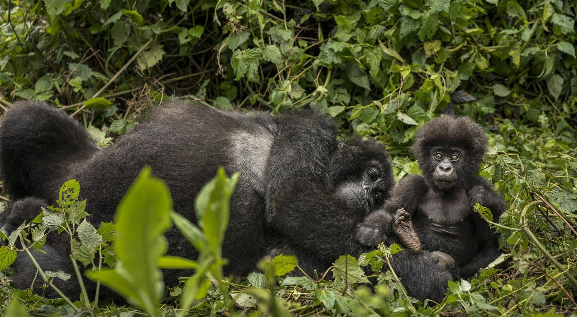 Gorilla mother with baby in Rwanda