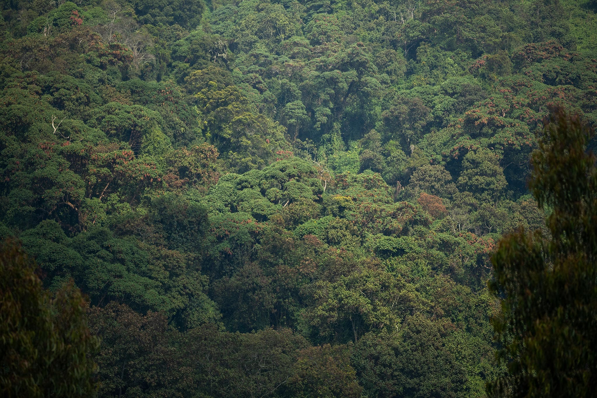 Dense rainforest in Rwanda