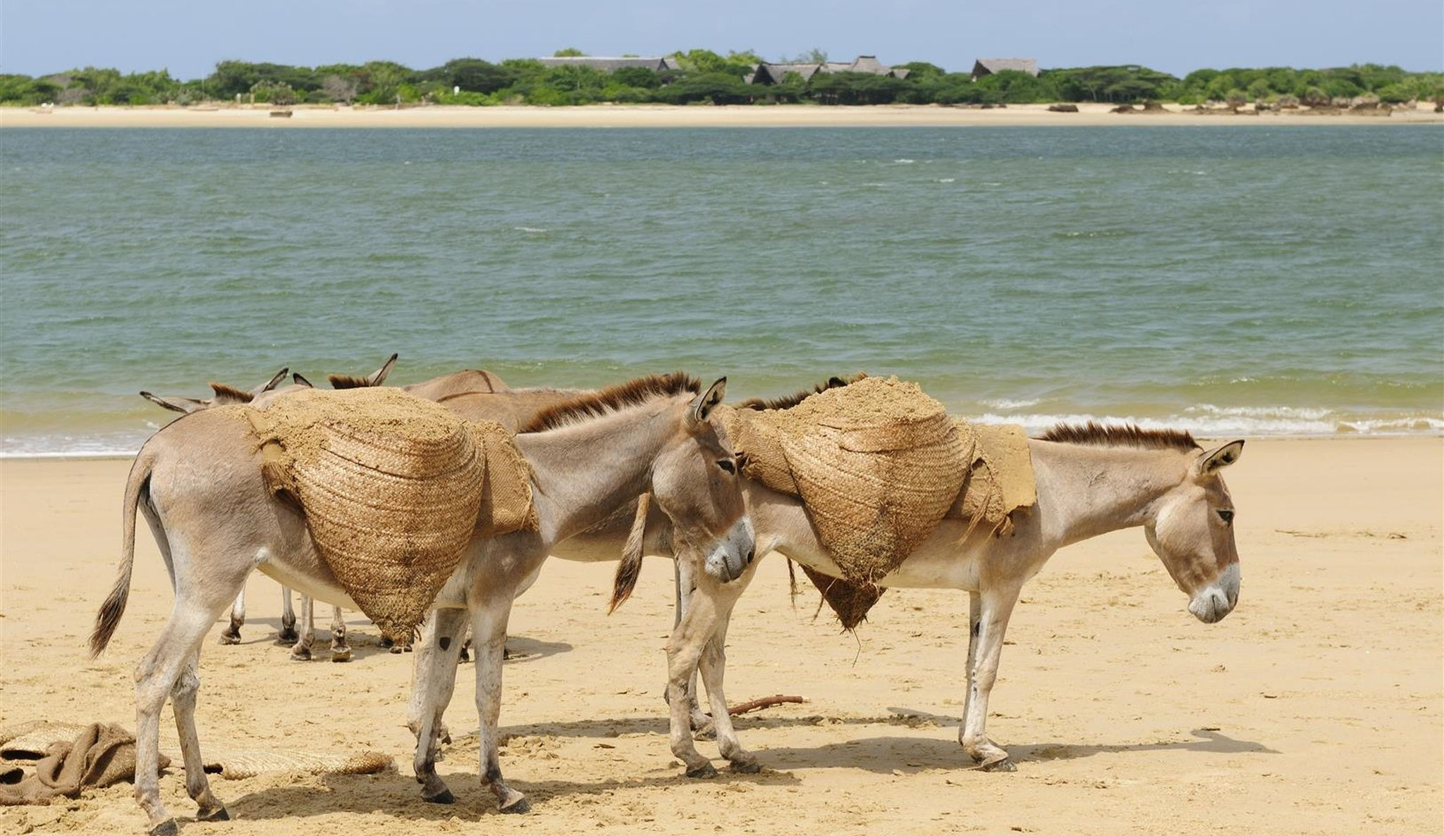 Donkeys walking on the beach at Lamu Island in Kenya